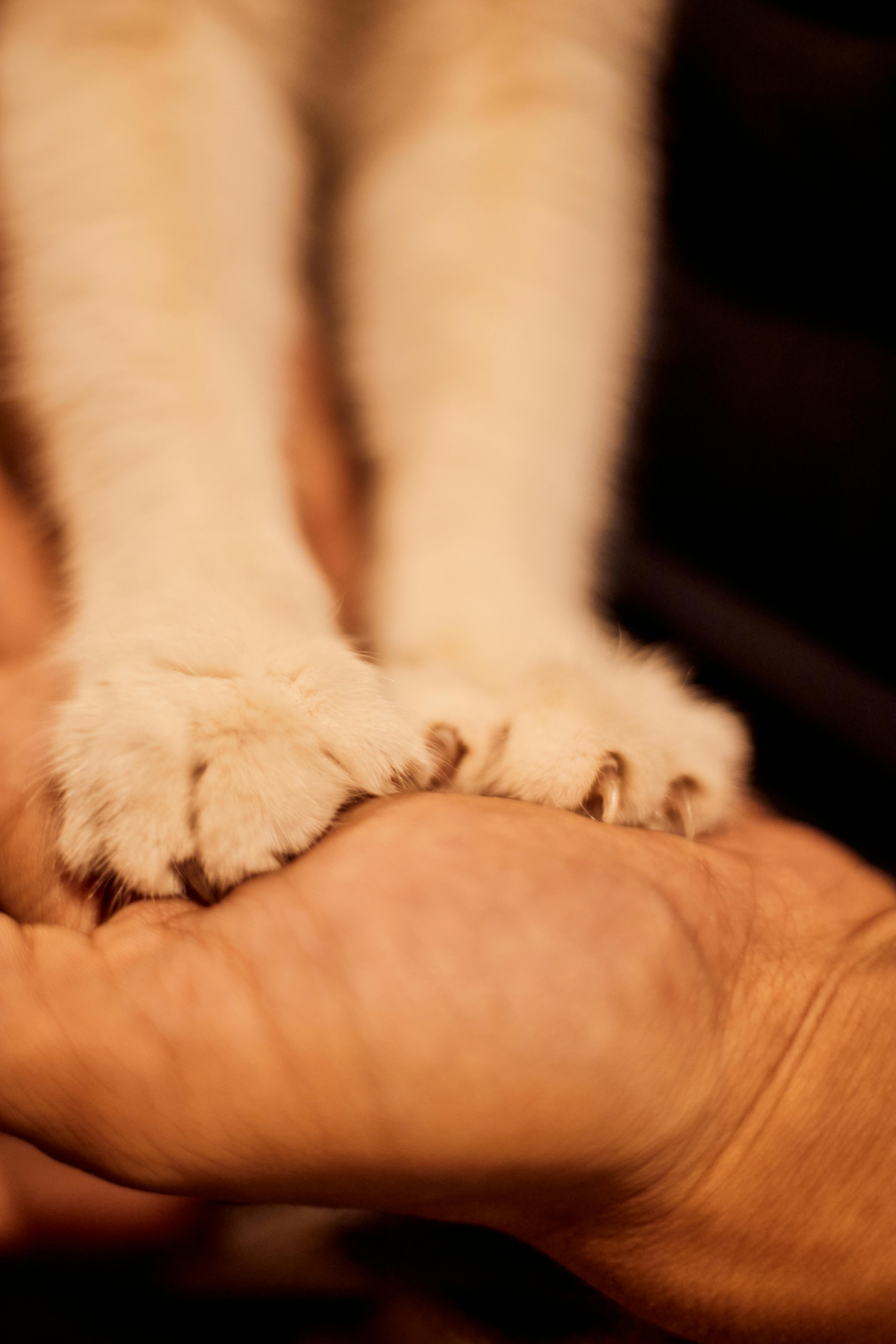 Huella de gato sobre una superficie clara