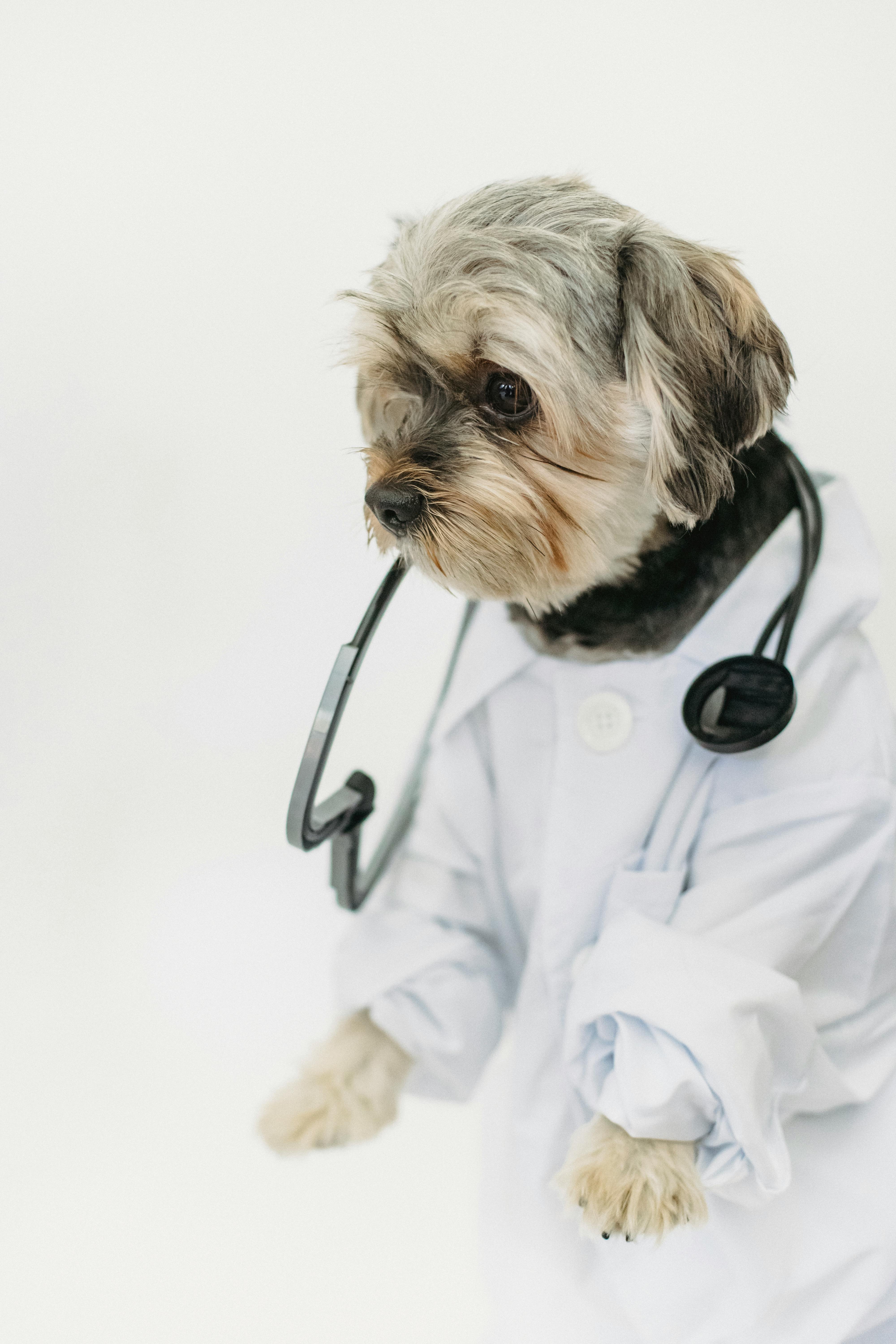 Perro con estetoscopio durante revisión veterinaria