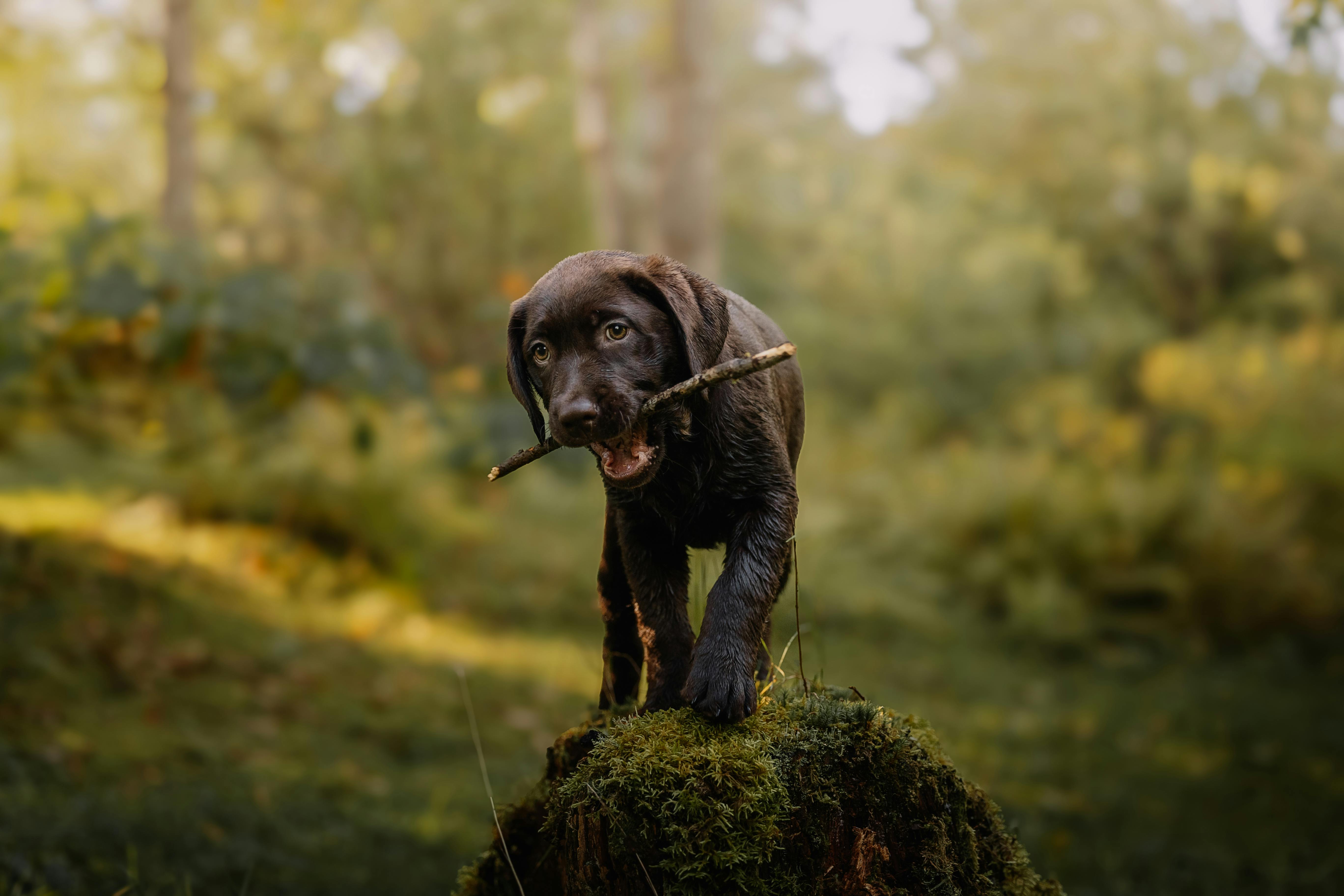 Perro listo para correr al aire libre
