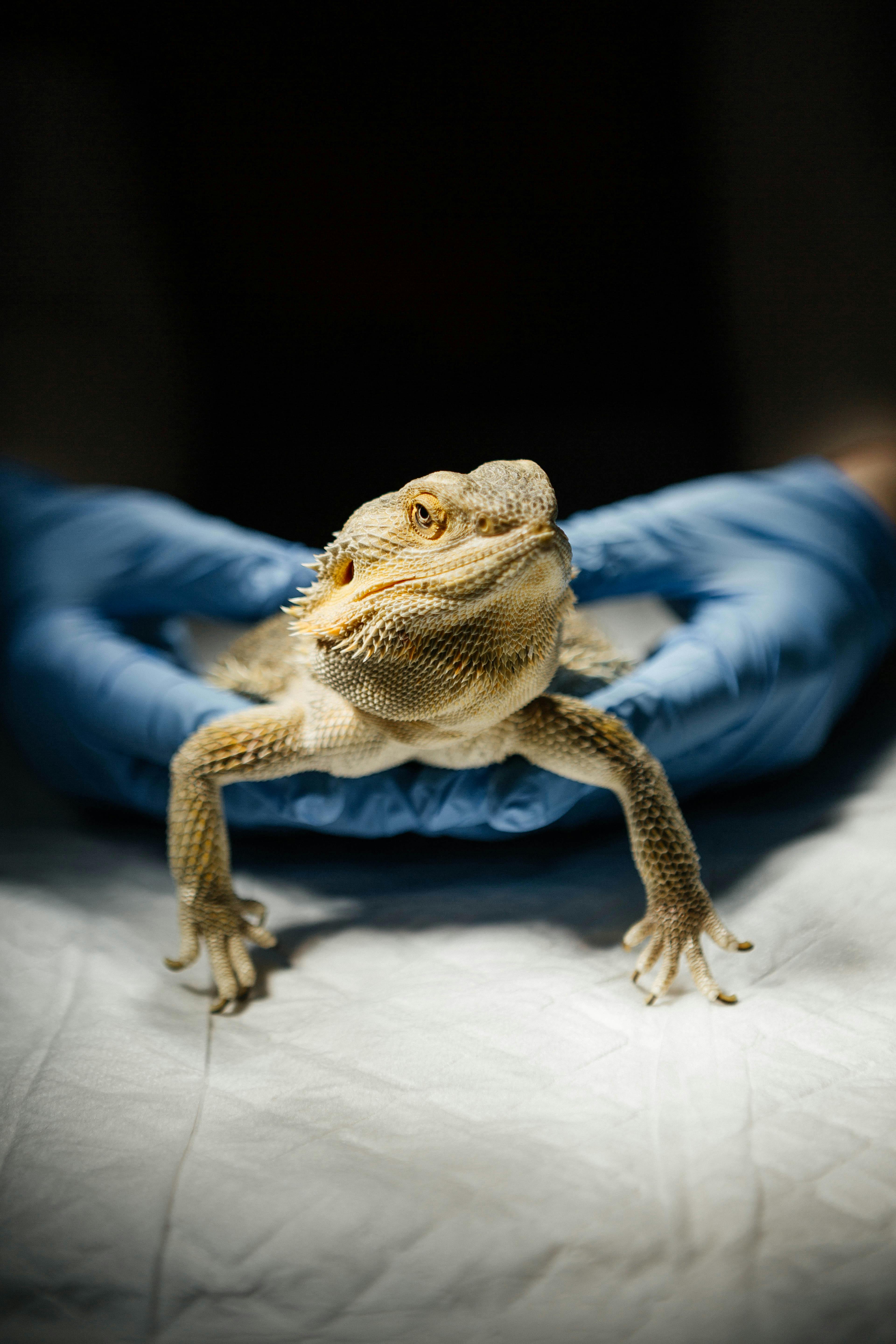 Veterinario sosteniendo un ave exótica