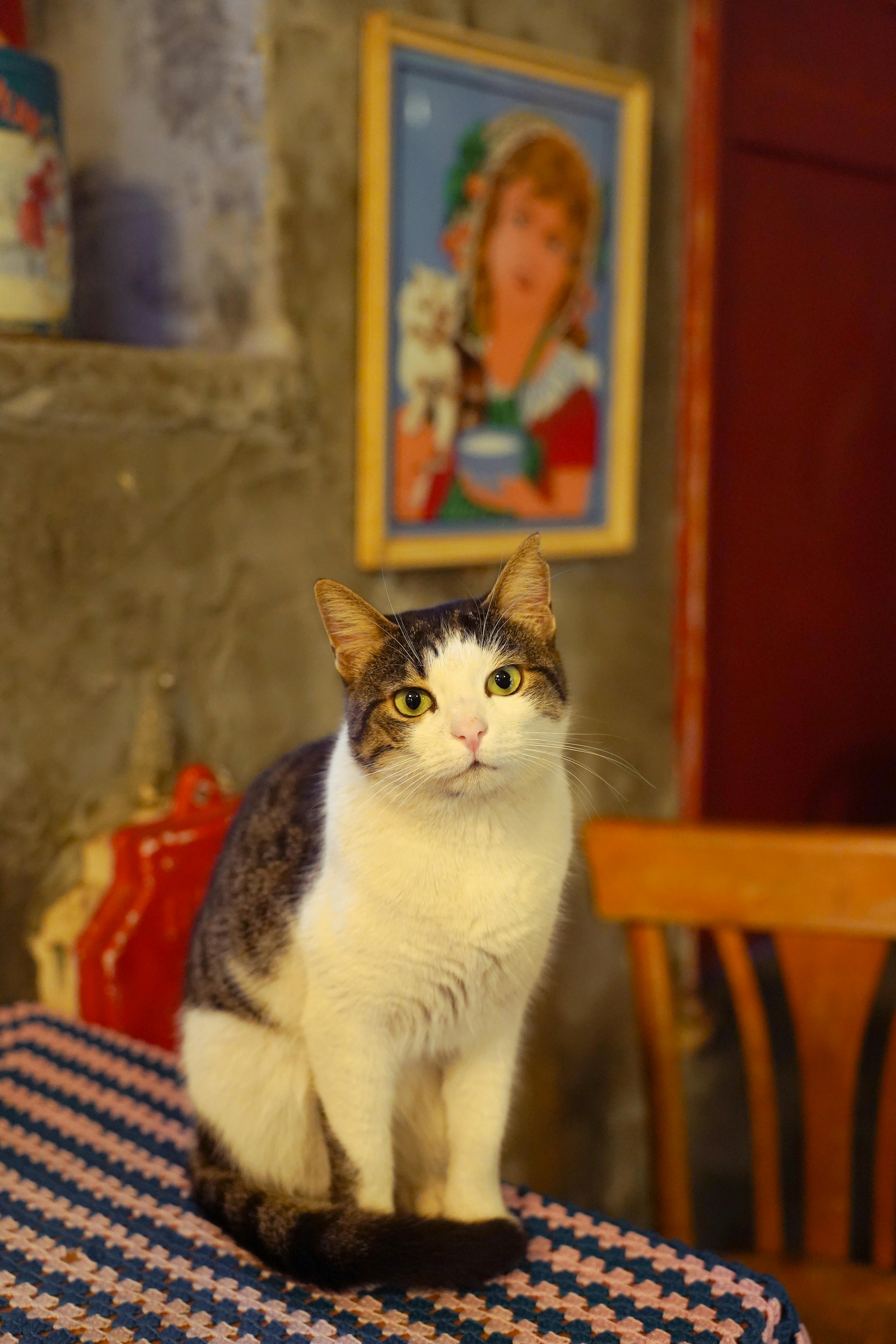 Personal veterinario monitoreando paciente hospitalizado